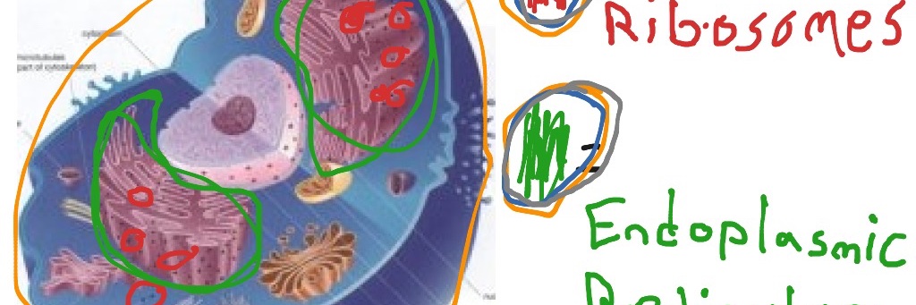 Ribsomes1's profile banner image