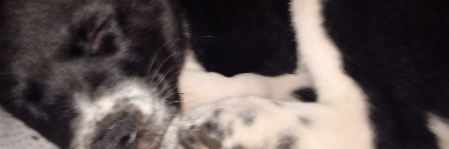 MarkyNacio's profile banner image