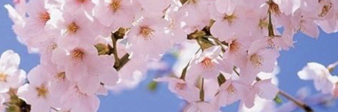 Sakura-in-Japan banner