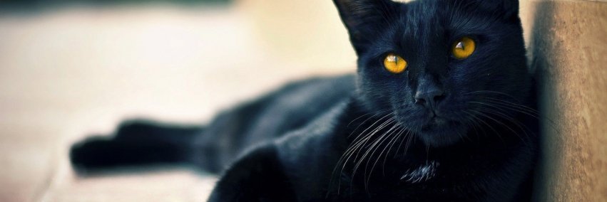 TH3BLACKCAT2000 🆖 banner