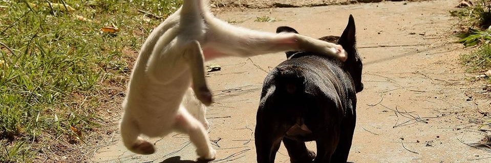 Nico Pérez Maurente banner