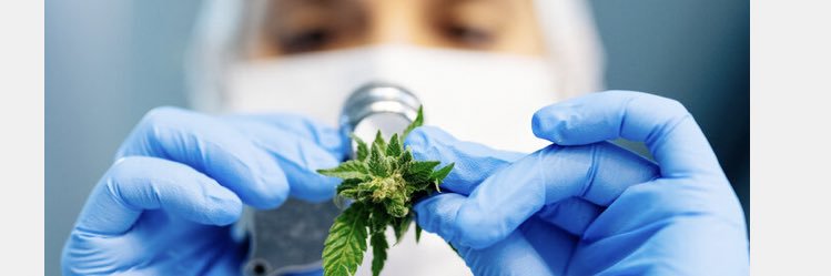 💚TLRY_MAX🌿 banner