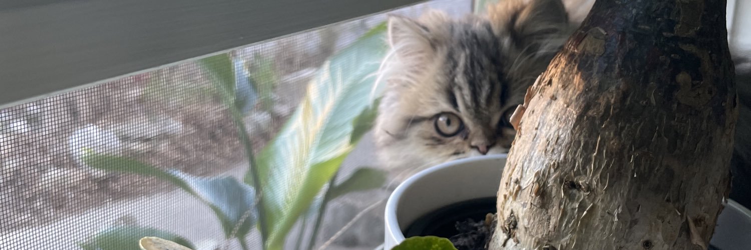 kawaiibbcakez's profile banner image