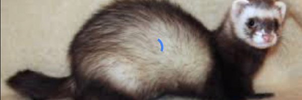 small ferret Profile Banner