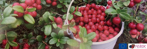 FEROX_PROJECT Profile Banner