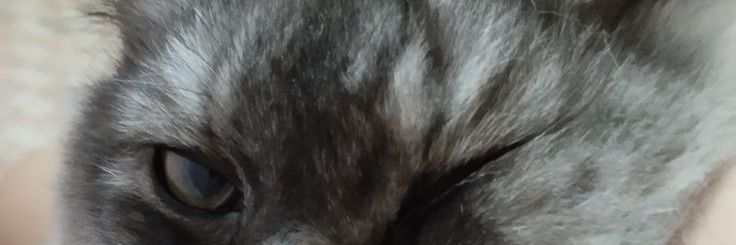MUAY banner