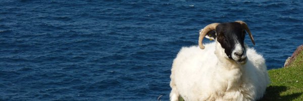 Sarah_baaah Profile Banner