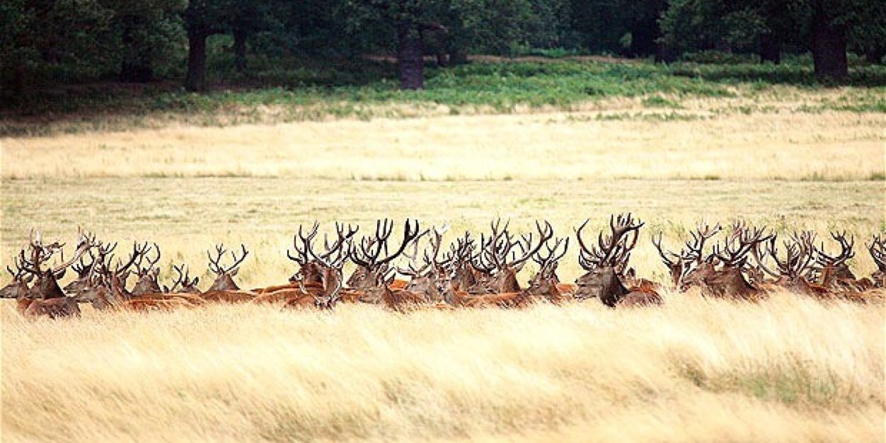 sheen m'lake barnes banner
