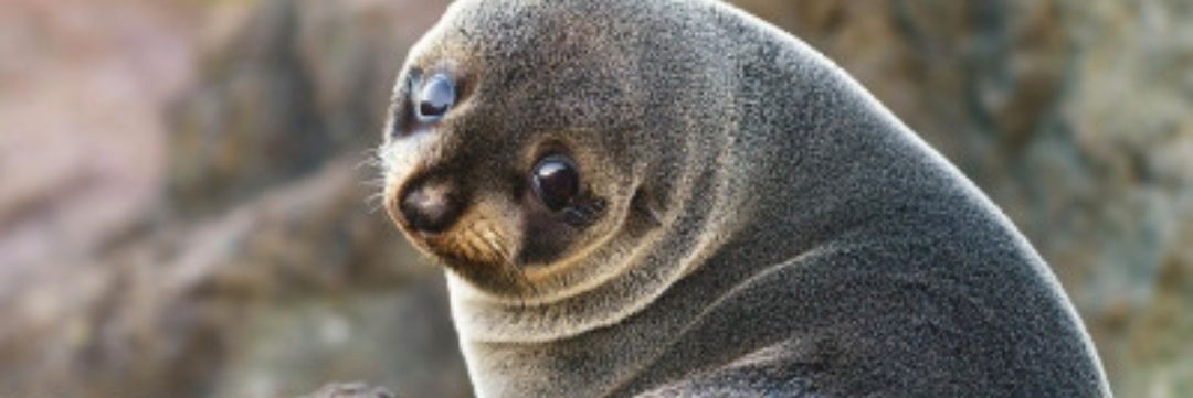 chuesies's profile banner image