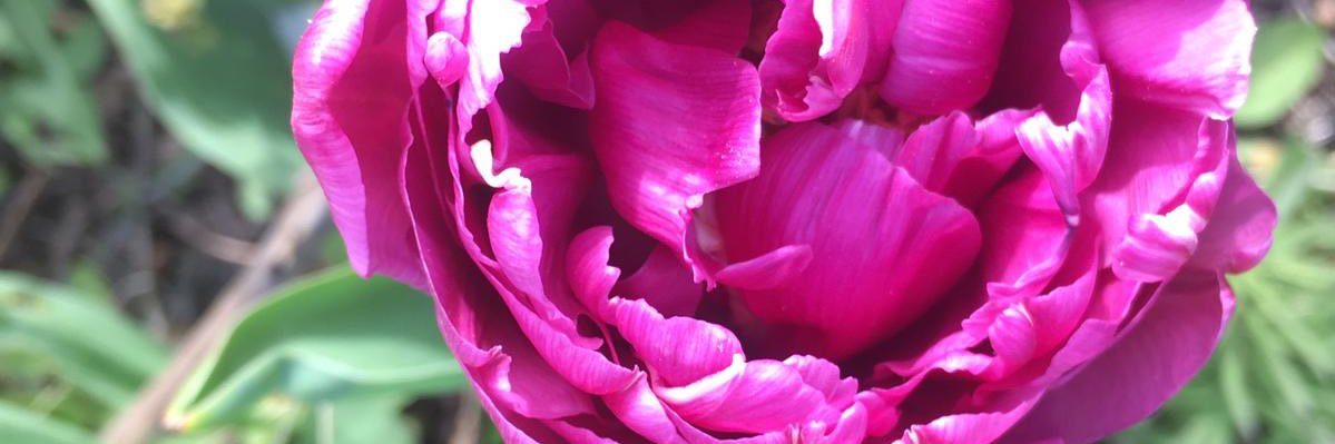 Sonja_Walde's profile banner image