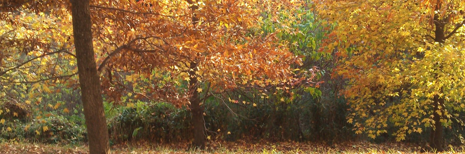 yuzubrown's profile banner image