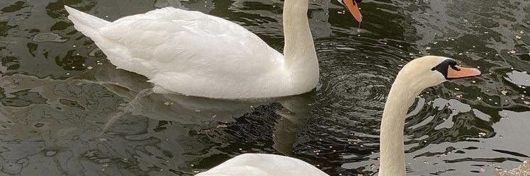 🐾 banner