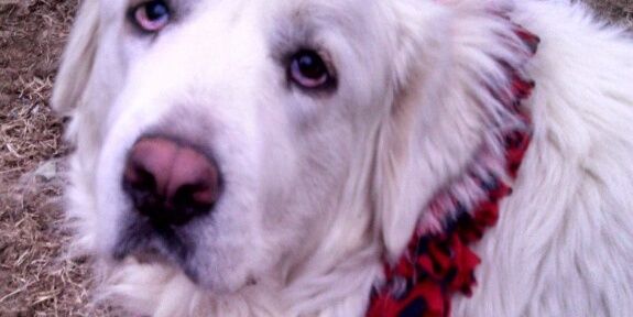 dogcoach's profile banner image