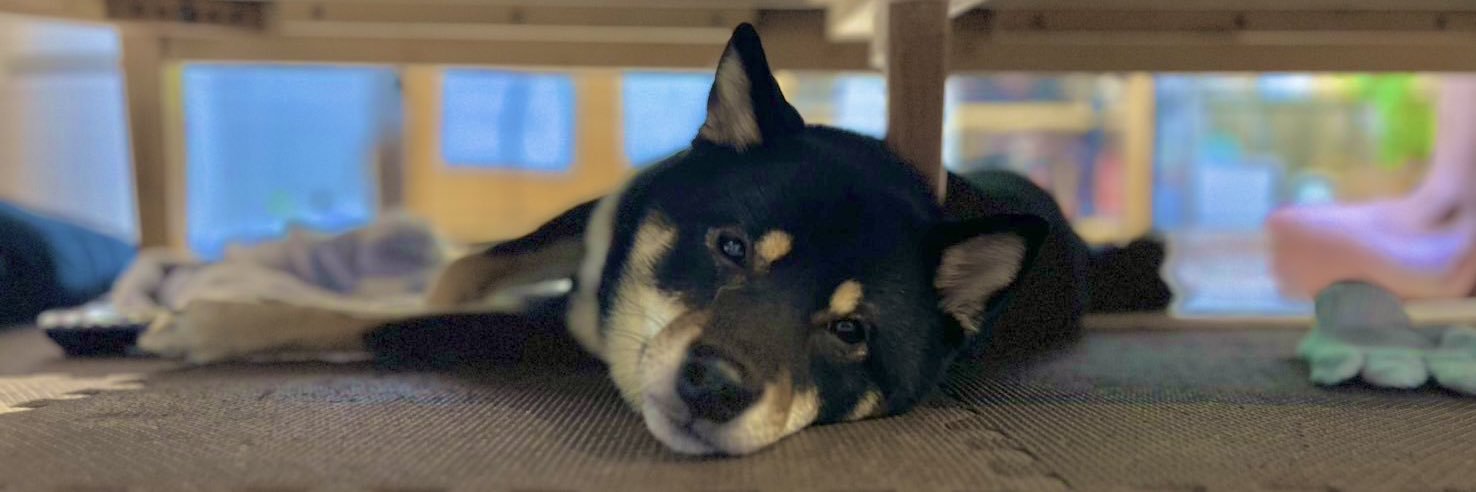dog6row's profile banner image