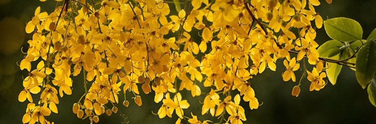 optimus maximus banner