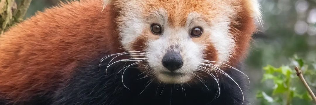 RedPandaEmma24's profile banner image