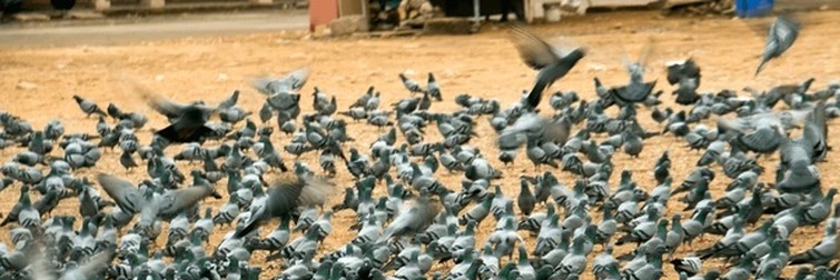 brachy seems pretty sad for a dw wiki mod in love banner