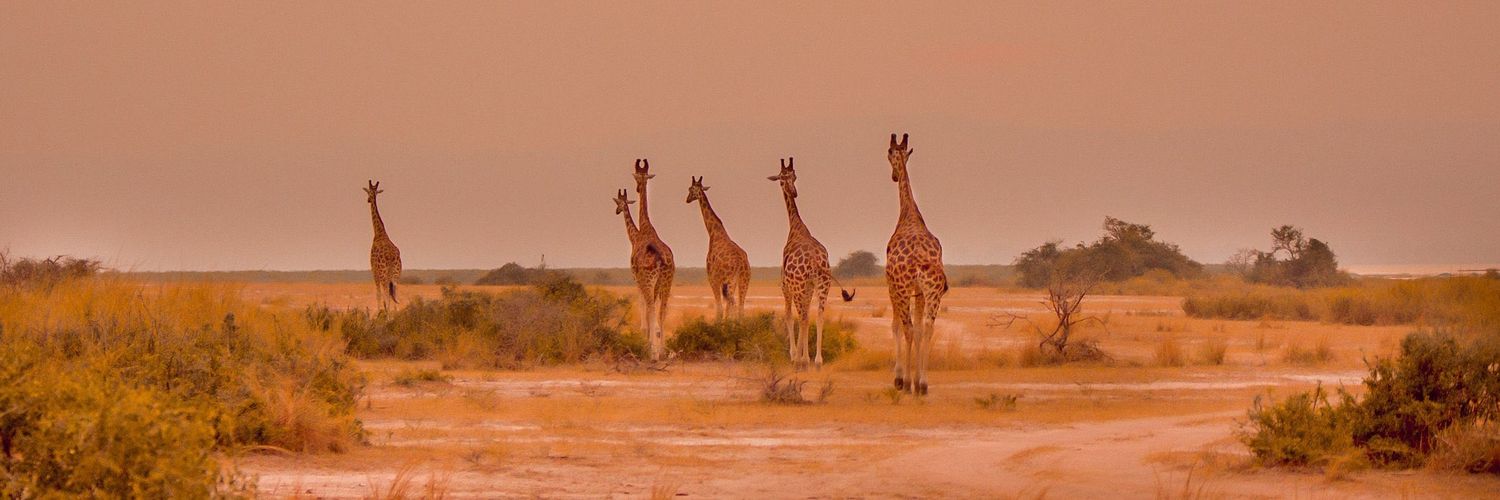 Eddie Safaris Uganda banner