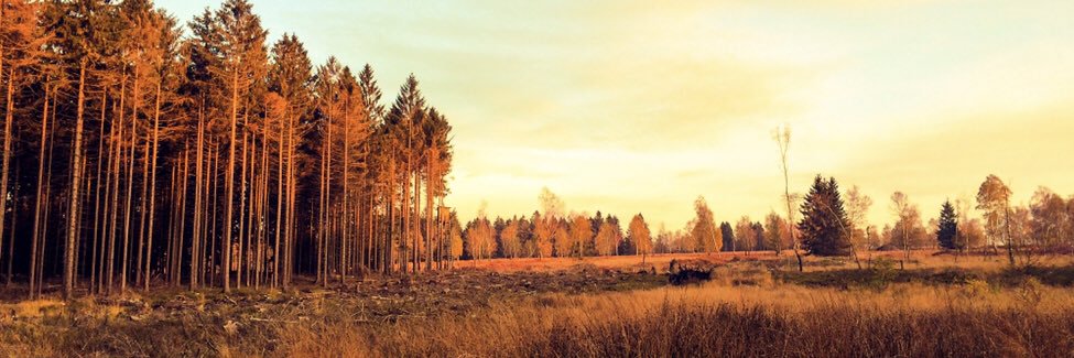 ch_nemo's profile banner image