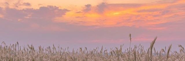 Vincent Zao banner