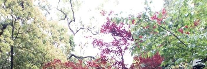 風音 (カザネ） banner