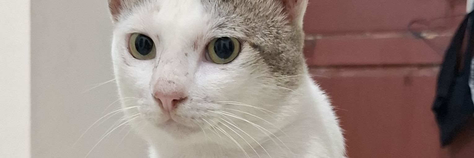 ♡𝖢𝖨𝖳𝖠𝖬𝟢𝟨𝟤𝟤♡ banner