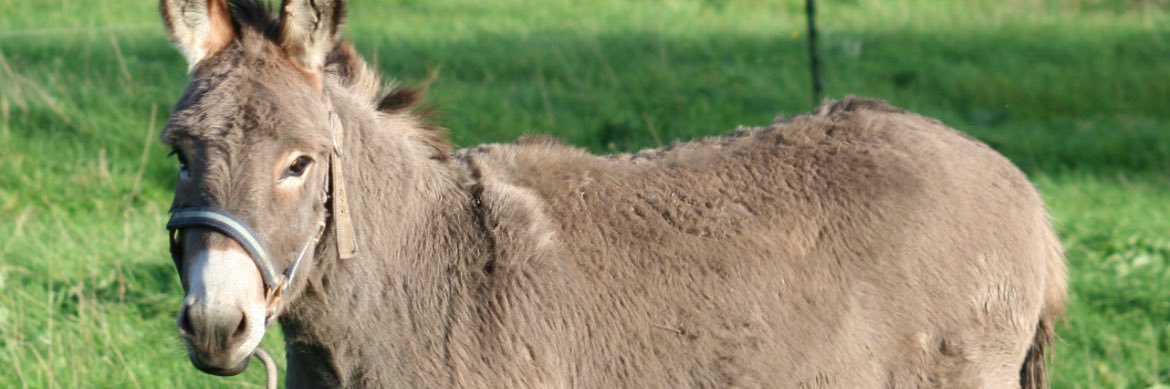 L'âne zigueur ☆ banner