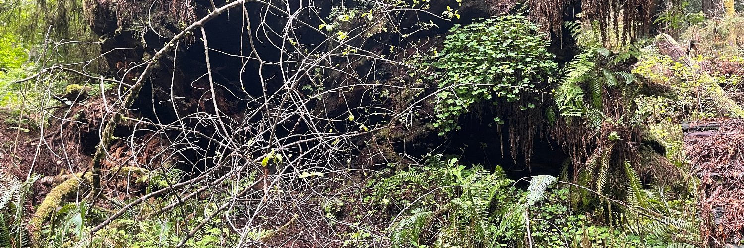 Johnny X Starlight banner