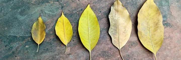 vivekyadav166's profile banner image