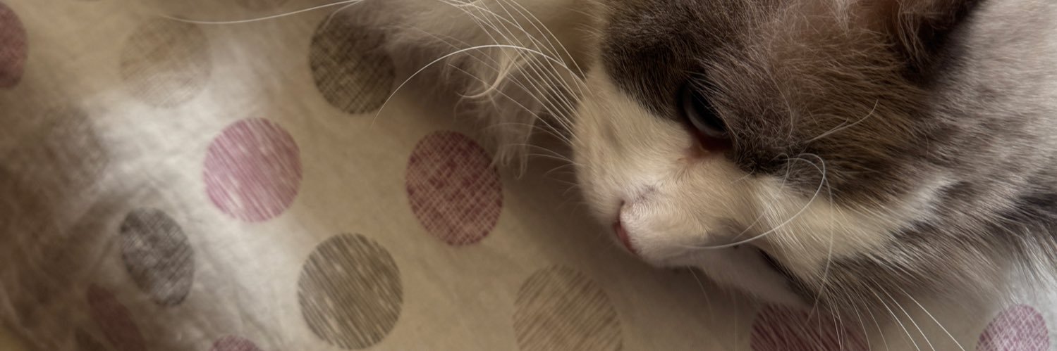 furball2022's profile banner image