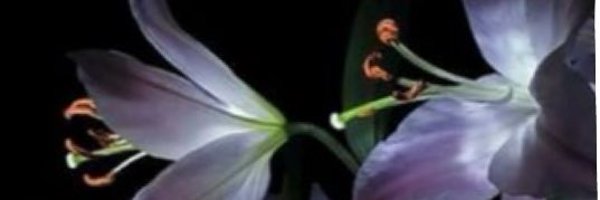 ssirolof Profile Banner