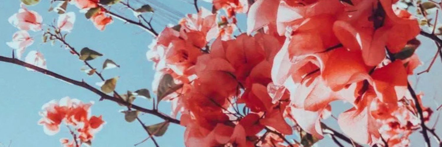 aria 🌺 banner
