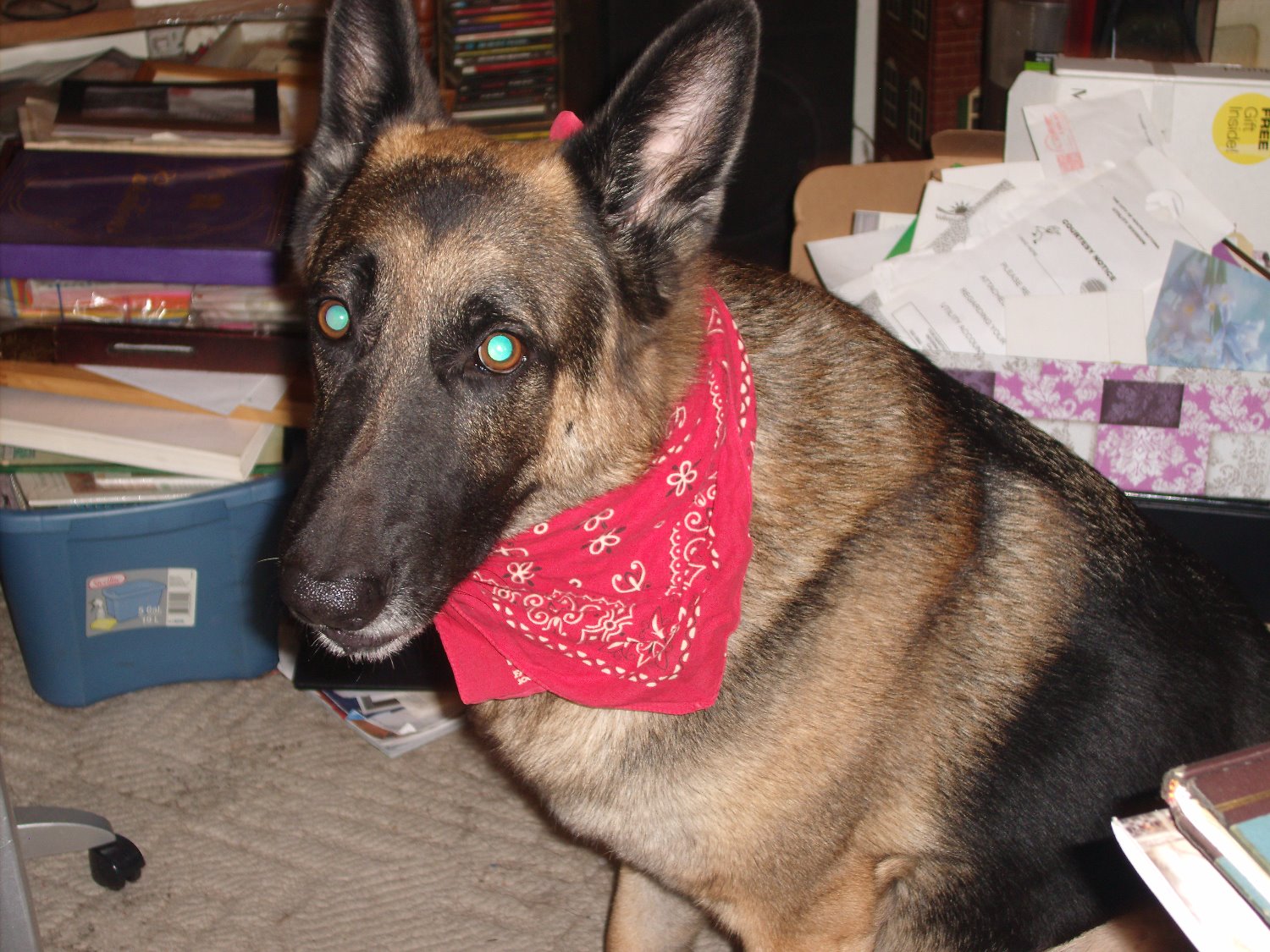 Kathy loves dogs, wolves & animals in general banner