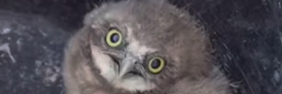 The Green Dildo banner