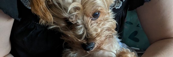 OBrienTBIS Profile Banner