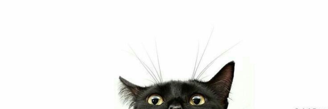 TreeHuggerCatLady banner