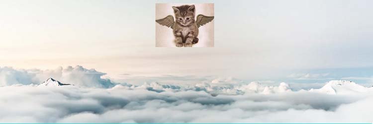AngelHavenMini1's profile banner image