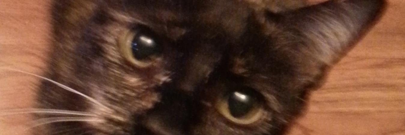 desdemyer's profile banner image