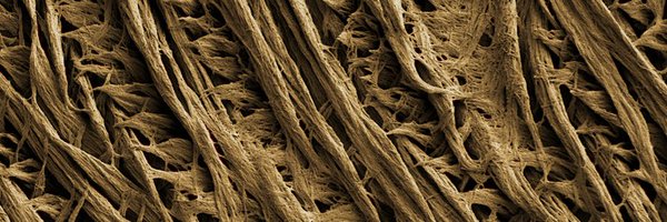 YaelGruper Profile Banner