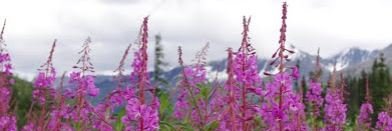fireweed221's profile banner image