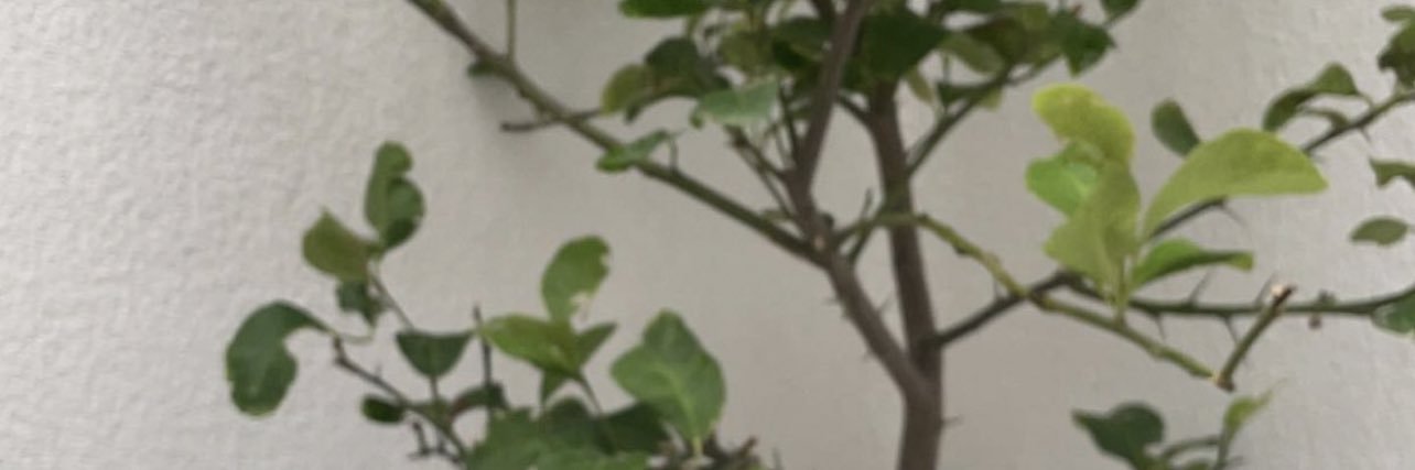 hf_a95's profile banner image