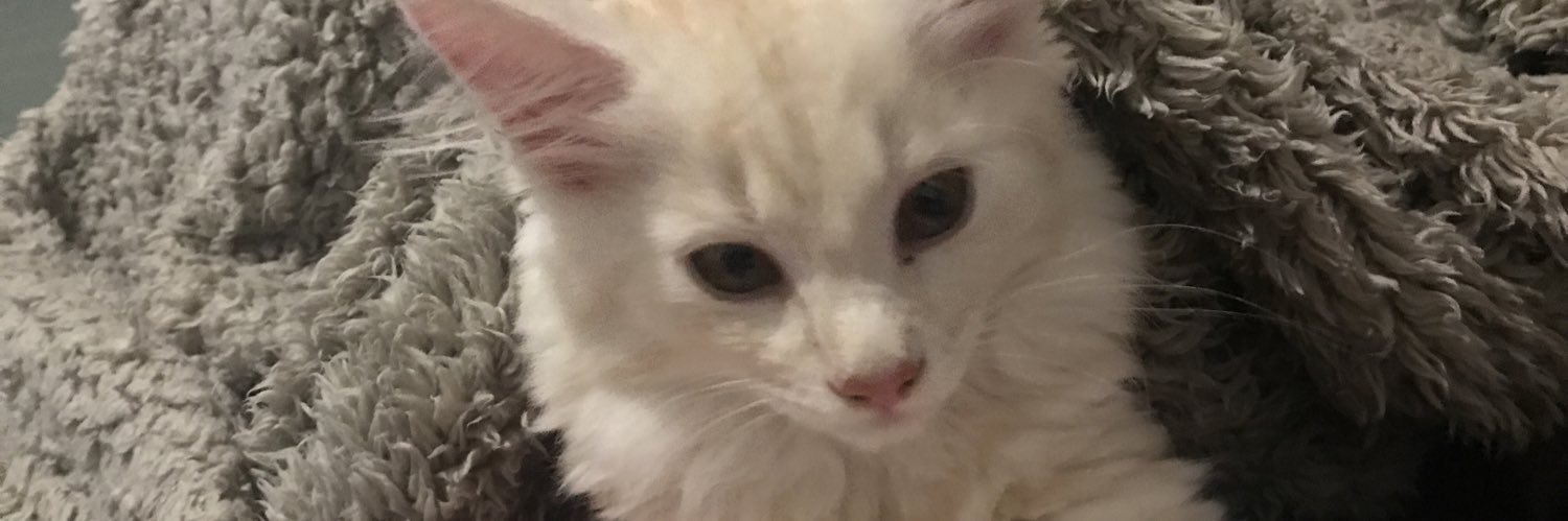 saint0ssa's profile banner image