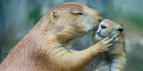 Gerhard Eberlein 🇪🇺🇩🇪💚📯 banner