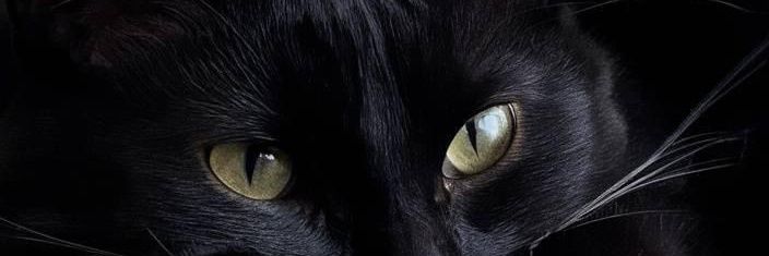 پیشی 🐈‍⬛ banner