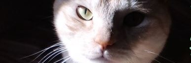 Osaka_Emiko's profile banner image