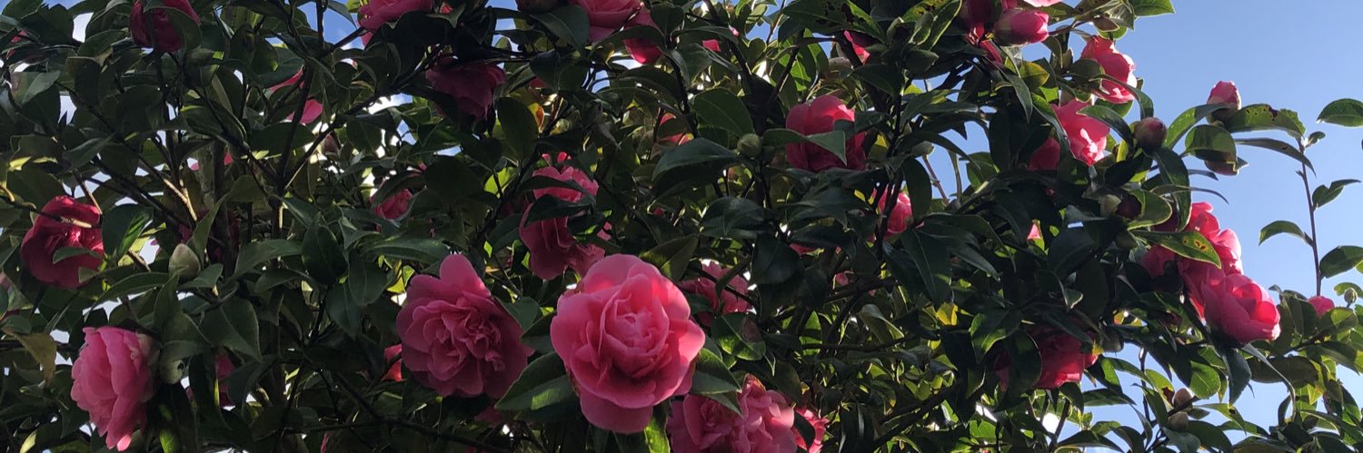 Thousand_Petals's profile banner image