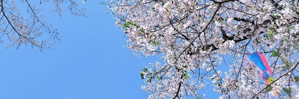 りお banner