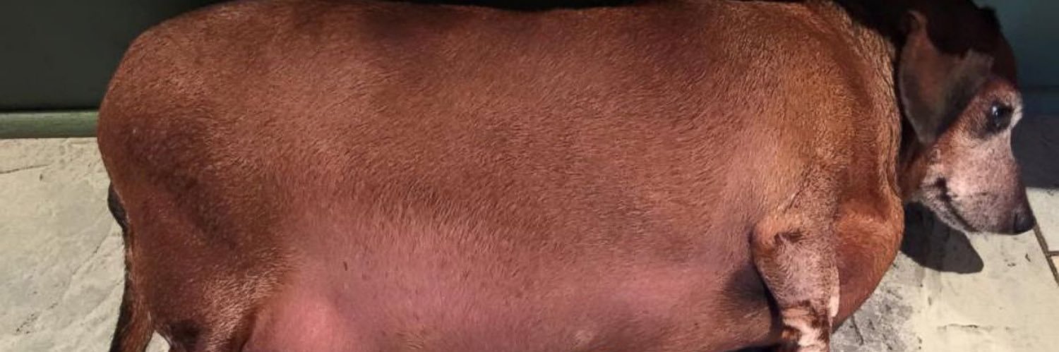 SenorFrogMan's profile banner image