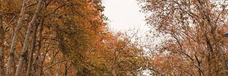 pichpichii's profile banner image