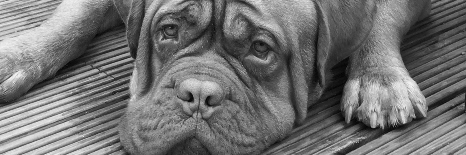 anniesshields's profile banner image